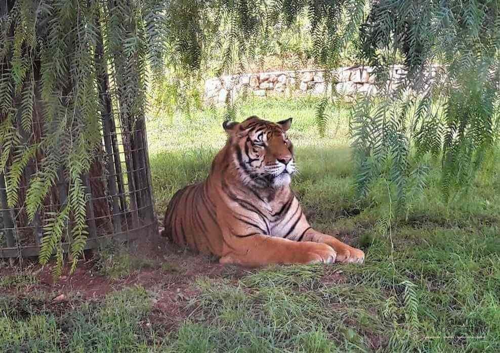 Obiectiv must-see in Puglia-Zoosafari