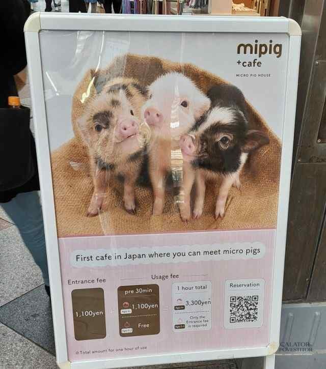3 obiective turistice de vizitat in Kyoto – Japonia — 39