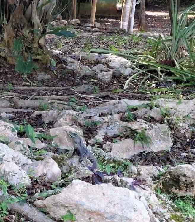 Atractii turistice in Mexic – peninsula Yucatan — 9