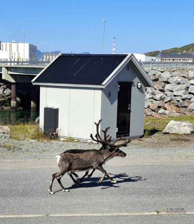 Norvegia – atractii turistice la paralela 70 — 29
